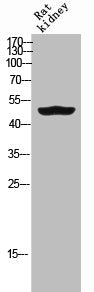 Western Blot analysis of RAT-kidney cells using GDF-6 Polyclonal Antibody