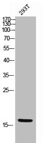 Western Blot analysis of 293T cells using Epigen Polyclonal Antibody