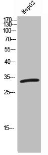 Western Blot analysis of HepG2 cells using Cdk5 Polyclonal Antibody