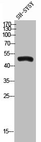 Western Blot analysis of SH-SY5Y cells using Angptl7 Polyclonal Antibody