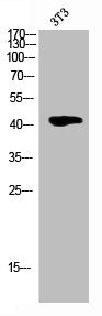 Western Blot analysis of 3T3 cells using Phospho-Cdk9 (T186) Polyclonal Antibody