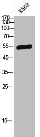 Western Blot analysis of K562 cells using SAP 49 Polyclonal Antibody