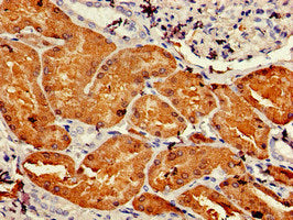 Immunohistochemistry of paraffin-embedded human kidney tissue using CSB-PA006583LA01HU at dilution of 1:100