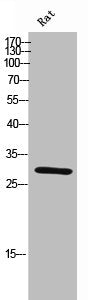 Western Blot analysis of rat cells using PHAPI2 Polyclonal Antibody