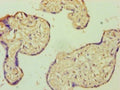 AIF1 Antibody, Biotin conjugated – Figure 1 of 3