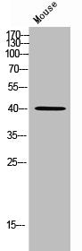 Western Blot analysis of mouse cells using MRG15 Polyclonal Antibody