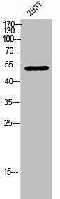 Phospho-CHEK1 (S317) Antibody – Figure 1 of 1