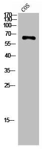 Western Blot analysis of COS7 cells using Chk2 Polyclonal Antibody