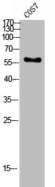 Western Blot analysis of COS-7 cells using Frizzled-10 Polyclonal Antibody