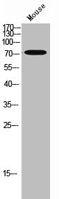 Western Blot analysis of mouse cells using AKAP 10 Polyclonal Antibody