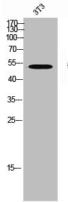 DUSP10 Antibody – Figure 1 of 2