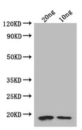 Western Blot
Positive WB detected in: recombinant protein
All lanes: folA Antibody at 1:1000
Secondary
Goat polyclonal to rabbit IgG at 1/50000 dilution
Predicted band size: 18.8 kDa
Observed band size: 19 kDa