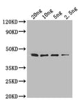 Western Blot
Positive WB detected in: recombinant protein
All lanes: folA Antibody at 1:1000
Secondary
Goat polyclonal to rabbit IgG at 1/50000 dilution
Predicted band size: 45 kDa
Observed band size: 45 kDa