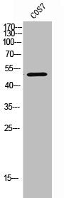 CCR5 Antibody – Figure 1 of 1