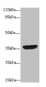 DNAJB2 Antibody, Biotin conjugated – Figure 1 of 3