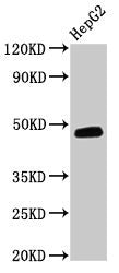 DNAJB5 Antibody, HRP conjugated – Figure 1 of 2