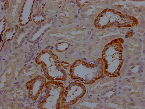 IHC image of CSB-PA007079LA01HU diluted at 1:200 and staining in paraffin-embedded human kidney tissue performed on a Leica BondTM system. After dewaxing and hydration, antigen retrieval was mediated by high pressure in a citrate buffer (pH 6.0). Section was blocked with 10% normal goat serum 30min at RT. Then primary antibody (1% BSA) was incubated at 4°C overnight. The primary is detected by a Goat anti-rabbit polymer IgG labeled by HRP and visualized using 0.05% DAB.