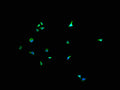 Immunofluorescence staining of Hela cells with CSB-PA007079LA11HU at 1:200, counter-stained with DAPI. The cells were fixed in 4% formaldehyde and blocked in 10% normal Goat Serum. The cells were then incubated with the antibody overnight at 4°C. The secondary antibody was Alexa Fluor 488-congugated AffiniPure Goat Anti-Rabbit IgG(H+L).