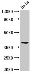 Western Blot
Positive WB detected in: Hela whole cell lysate
All lanes: DUSP1 antibody at 3.4ug/ml
Secondary
Goat polyclonal to rabbit IgG at 1/50000 dilution
Predicted band size: 40 kDa
Observed band size: 40 kDa