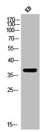 Western Blot analysis of KB cells using CREB-1 Polyclonal Antibody