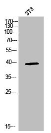 MAPK14 Antibody – Figure 1 of 1