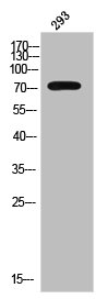 Western Blot analysis of 293 cells using Phospho-Catenin-β (Y654) Polyclonal Antibody