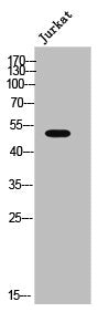 ADRA2A Antibody – Figure 1 of 1