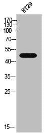 Western Blot analysis of HT-29 cells using GDF-7 Polyclonal Antibody
