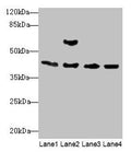 Acta1 Antibody, Biotin conjugated – Figure 1 of 1