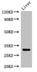 Western Blot
Positive WB detected in: Mouse liver tissue
All lanes: ENDOG antibody at 2.7ug/ml
Secondary
Goat polyclonal to rabbit IgG at 1/50000 dilution
Predicted band size: 33 kDa
Observed band size: 33 kDa