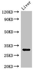 Western Blot
Positive WB detected in: Mouse liver tissue
All lanes: ENDOG antibody at 2.7ug/ml
Secondary
Goat polyclonal to rabbit IgG at 1/50000 dilution
Predicted band size: 33 kDa
Observed band size: 33 kDa