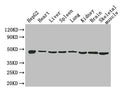 Eno1 Antibody, FITC conjugated – Figure 1 of 1