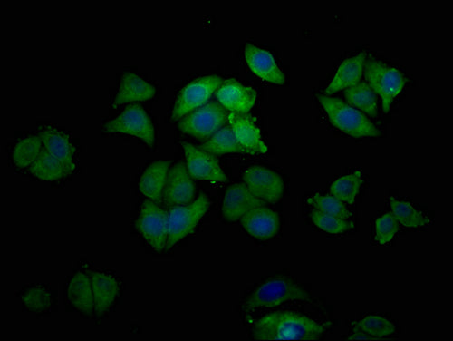 Immunofluorescence staining of Hela cells with CSB-PA007779NA01HU at 1:200, counter-stained with DAPI. The cells were blocked in 10% normal Goat Serum and then incubated with the antibody overnight at 4°C. The secondary antibody was Alexa Fluor 488-congugated AffiniPure Goat Anti-Rabbit IgG(H+L).