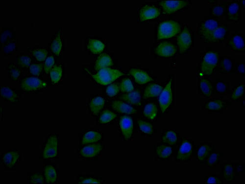 Immunofluorescence staining of Hela cells with CSB-PA007779PA01HU at 1:200, counter-stained with DAPI. The cells were blocked in 10% normal Goat Serum and then incubated with the antibody overnight at 4°C. The secondary antibody was Alexa Fluor 488-congugated AffiniPure Goat Anti-Rabbit IgG(H+L).