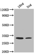 Western Blot
Positive WB detected in: recombinant protein
All lanes: SUP45 Antibody at 1:1000
Secondary
Goat polyclonal to rabbit IgG at 1/50000 dilution
Predicted band size: 32 kDa
Observed band size: 32 kDa
