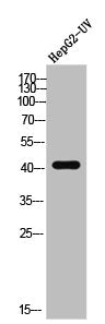 Western Blot analysis of HEPG2-UV cells using MKP-2 Polyclonal Antibody