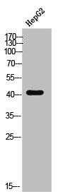 Western Blot analysis of HEPG2 cells using AT1 Polyclonal Antibody
