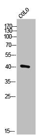 Western Blot analysis of COLO cells using MKP-4 Polyclonal Antibody