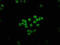 Immunofluorescence staining of HepG2 cells with CSB-PA007855LA01HU at 1:133, counter-stained with DAPI. The cells were fixed in 4% formaldehyde, permeabilized using 0.2% Triton X-100 and blocked in 10% normal Goat Serum. The cells were then incubated with the antibody overnight at 4°C. The secondary antibody was Alexa Fluor 488-congugated AffiniPure Goat Anti-Rabbit IgG(H+L).