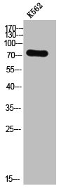 Western Blot analysis of K562 cells using Dvl-2 Polyclonal Antibody