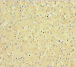 F11 Antibody, Biotin conjugated – Figure 1 of 1
