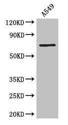 F2 Antibody, Biotin conjugated – Figure 1 of 2