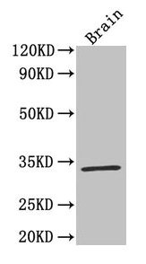 Western Blot
Positive WB detected in: Mouse brain tissue
All lanes: F3 antibody at 4µg/ml
Secondary
Goat polyclonal to rabbit IgG at 1/50000 dilution
Predicted band size: 34, 28 kDa
Observed band size: 34 kDa
