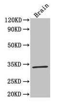 F3 Antibody, HRP conjugated – Figure 1 of 3