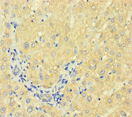 F7 Antibody, Biotin conjugated – Figure 1 of 2
