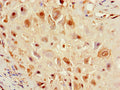 F8 Antibody, FITC conjugated – Figure 1 of 3