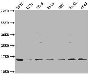 Western Blot
Positive WB detected in: 293T whole cell lysate, U251 whole cell lysate, PC-3 whole cell lysate, Hela whole cell lysate, U87 whole cell lysate, HepG2 whole cell lysate, A549 whole cell lysate
All lanes: FABP4 antibody at 1:1000
Secondary
Goat polyclonal to rabbit IgG at 1/50000 dilution
Predicted band size: 15 kDa
Observed band size: 15 kDa
