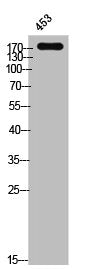 Phospho-EGFR (Y1172) Antibody – Figure 1 of 1