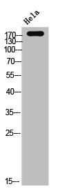 Western Blot analysis of HELA cells using Phospho-EGFR (Y1016) Polyclonal Antibody