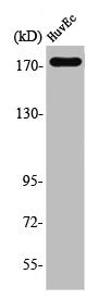 Western Blot analysis of HuvEc cells using EGFR Polyclonal Antibody
